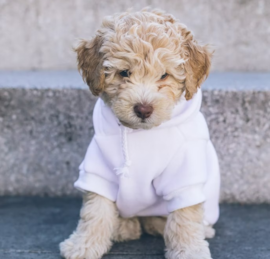 Cockapoo Puppies For Sale